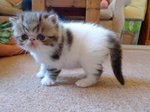 Exotic Shorthair kitten on a floor