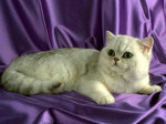 Exotic Shorthair kitten portrait