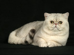 Exotic Shorthair portrait