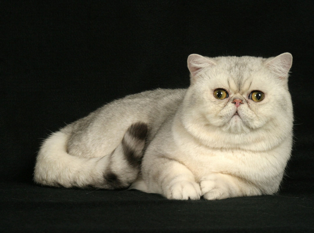 Портрет Экзотической короткошерстной кошки фото
