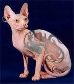 Необычный кот породы Сфинкс