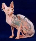 Extraordinary Sphynx