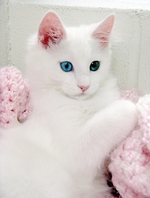 Fabulous Turkish Angora