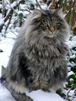 Fluffy Norwegian Forest Cat 