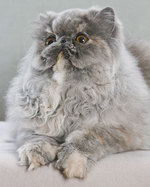 Fluffy Persian