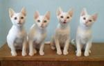 Four Khao Manee kittens