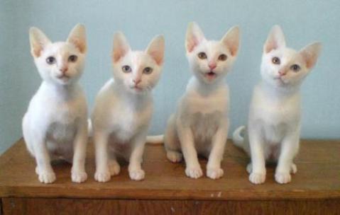 Четыре котенка Као Мани фото