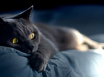 Frightened Chartreux 
