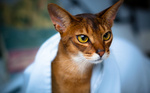 Funny Abyssinian cat