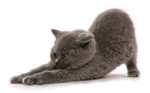 Смешной котенок Британской короткошерстной кошки