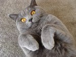 Funny British Shorthair