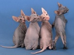 Funny Donskoy or Don Sphynx cats