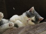Забавный котенок Экзотической короткошерстной кошки 