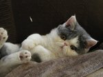 Funny Exotic Shorthair kitten