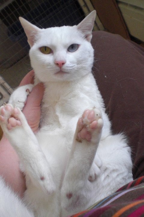 Забавный кот породы Као Мани фото