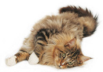 Funny Maine Coon