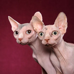 Funny Minskin cats