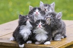 Funny Norwegian Forest Cat kittens