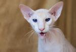 Funny Peterbald