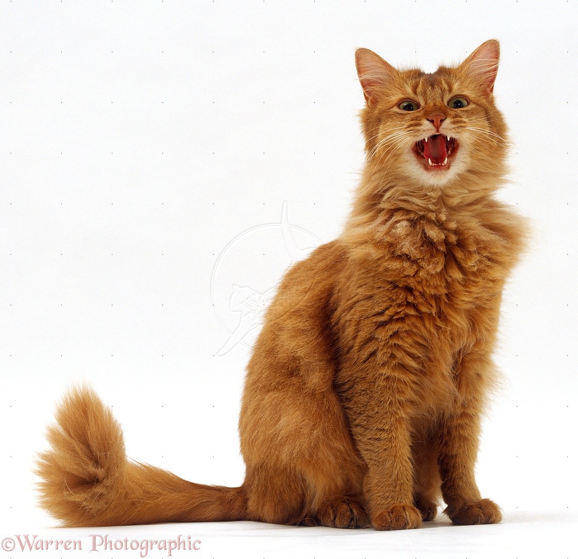 Забавный кот породы Сомали фото