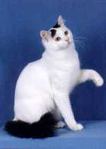 Funny Turkish Van