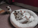 German Rex kittens in a basket