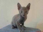 Grey Cornish Rex kitten