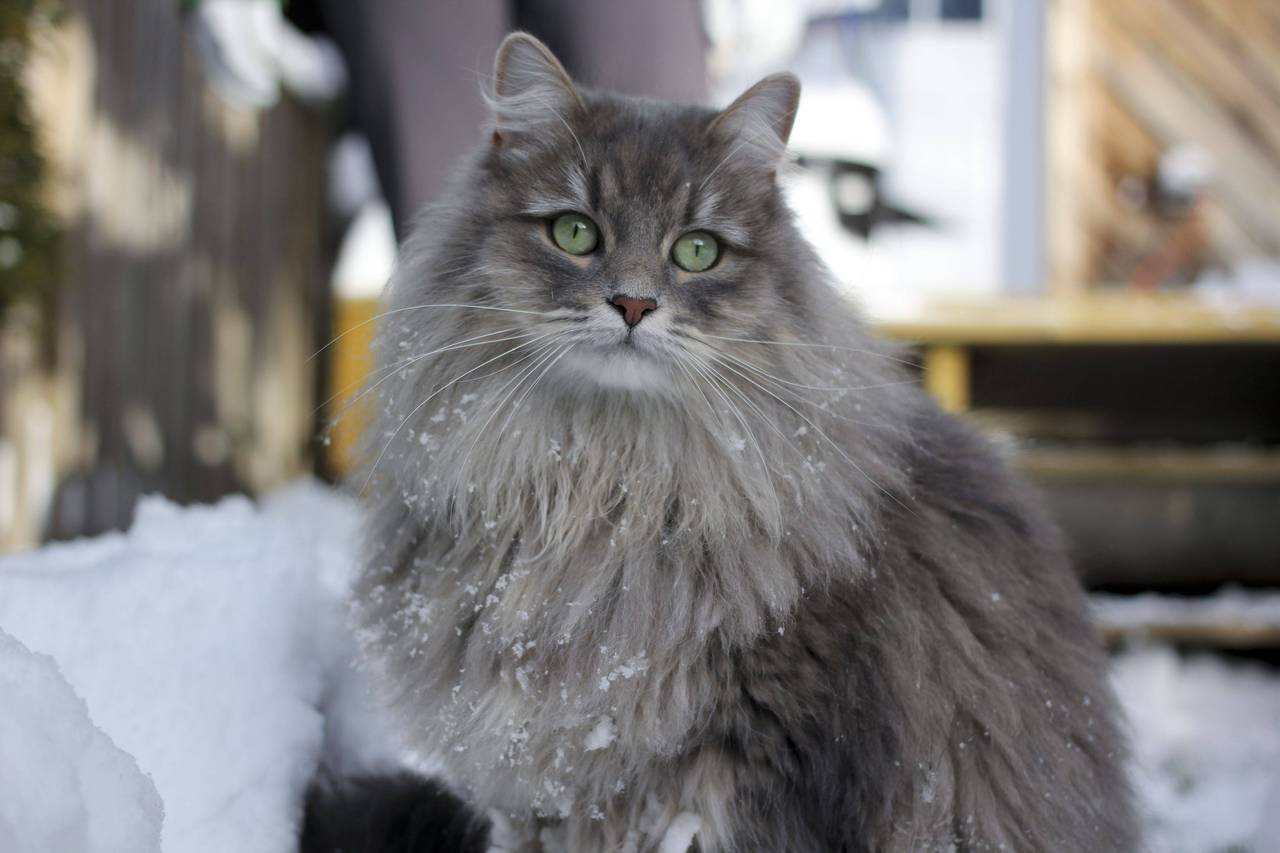 Grey Siberia cat wallpaper