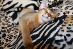 Happy Abyssinian cat 