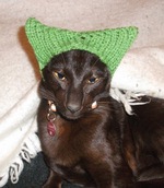 Havana Brown in green hat