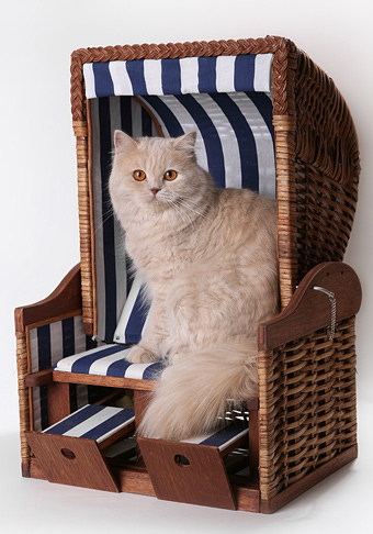 Портрет кота Хайлендер фото
