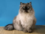 Himalayan/Colorpoint Persian blue background