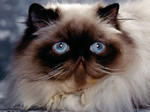 Himalayan/Colorpoint Persian face