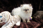 Himalayan/Colorpoint Persian kitten