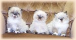 Himalayan/Colorpoint Persian kittens