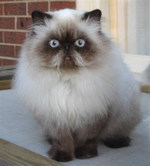 Himalayan/Colorpoint Persian near the window