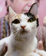 Japanese Bobtail face