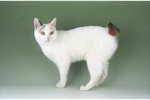 Japanese Bobtail green background