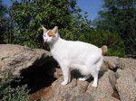 Japanese Bobtail in nature