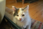 Japanese Bobtail kitten