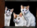 Japanese Bobtail kittens