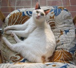 Japanese Bobtail on a chair