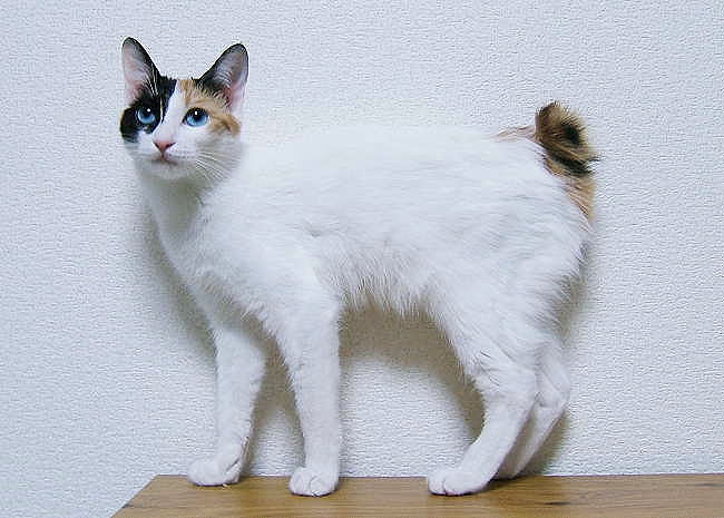 Japanese Bobtail wallpaper