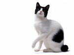 Japanese Bobtail portrait