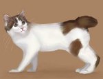 Japanese Bobtail watching