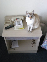 Javanese cat on the nightstand