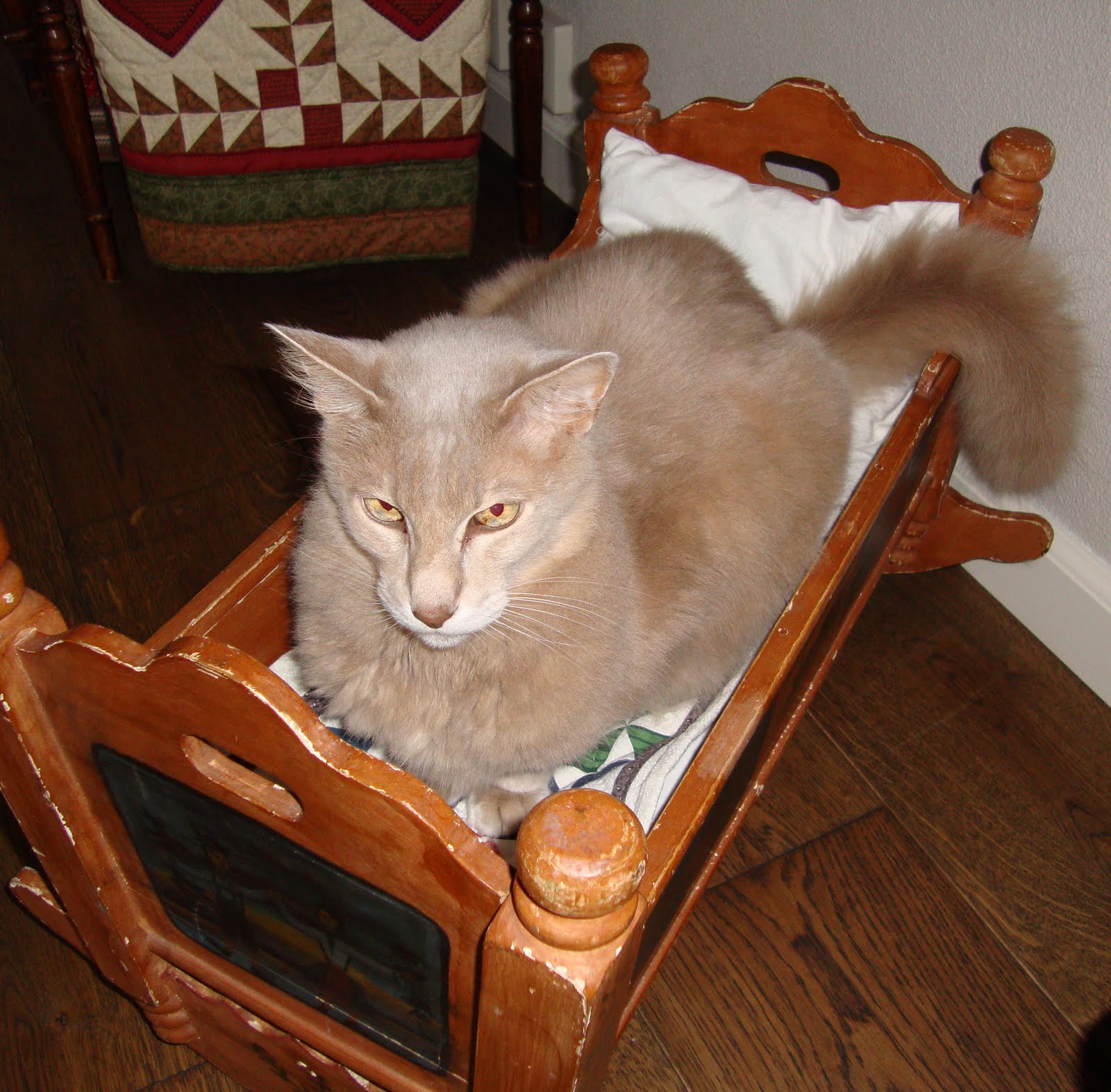 Яванская кошка в колыбели фото