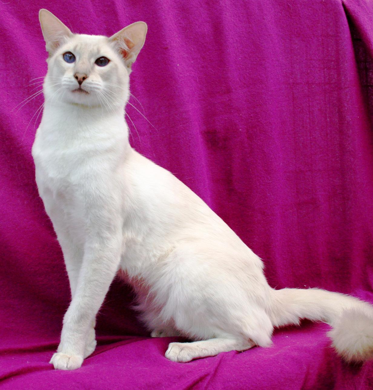 Портрет Яванской кошки фото