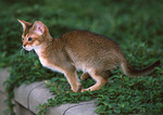 Jumping Abyssinian cat