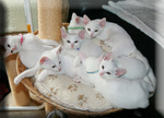 Khao Manee kittens in a basket